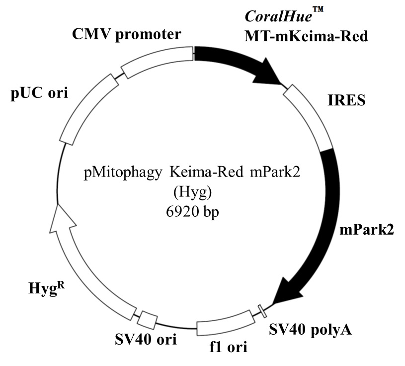 Vector map of pMitophagy Keima-Red mPark2 (Hyg)